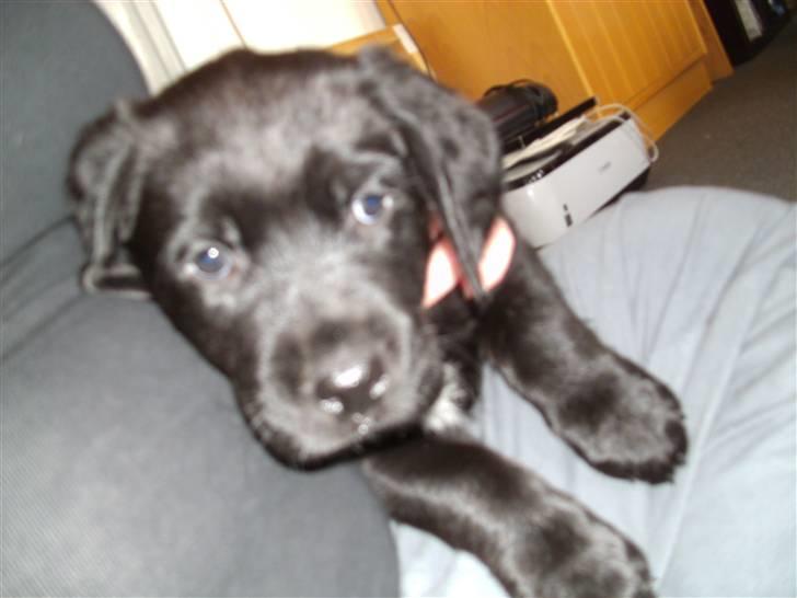 Blanding af racer Rocco billede 4