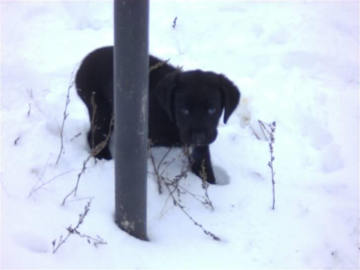 Blanding af racer Rocco billede 5