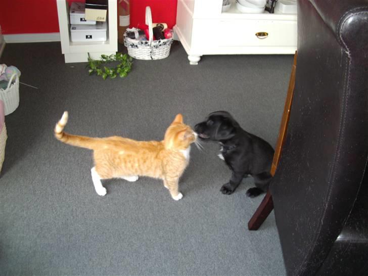 Blanding af racer Rocco - bedstevenner . Rocco og hans kat Charlie  billede 6