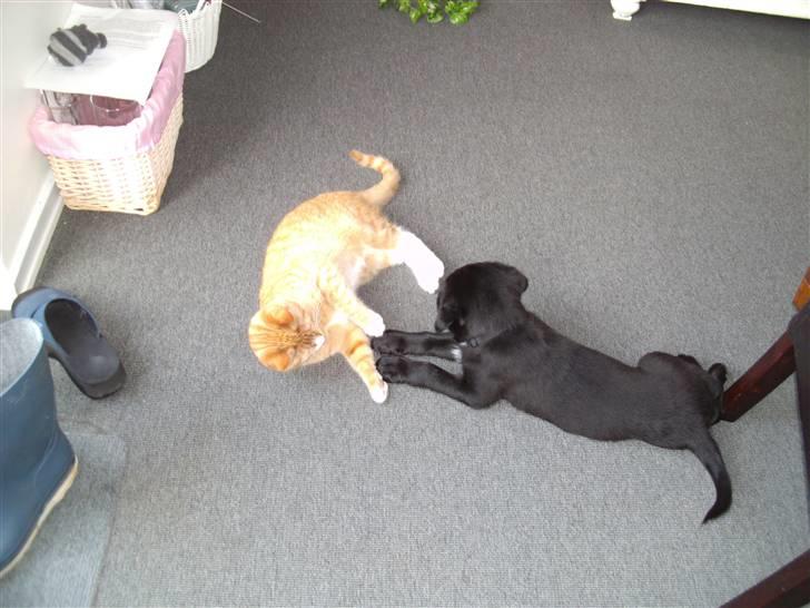 Blanding af racer Rocco billede 7