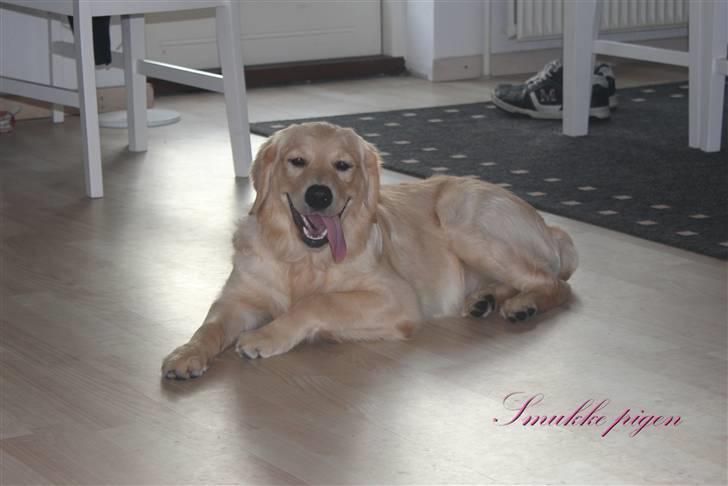 Golden retriever Liva - Dejlige hund <3 billede 10