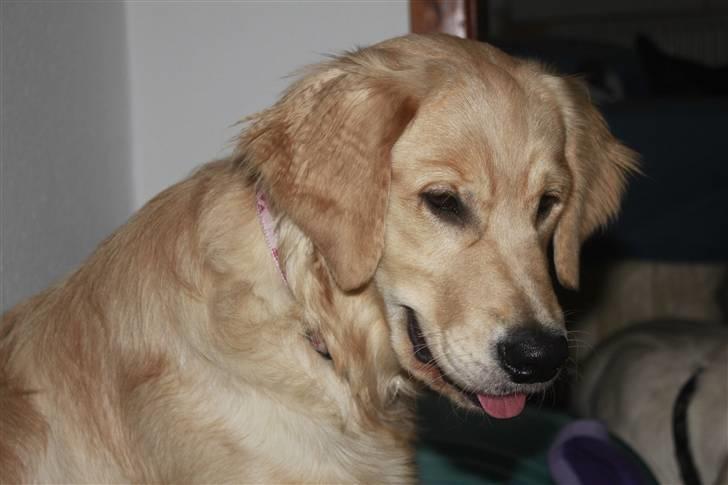 Golden retriever Liva - Skønne tøs :) billede 12