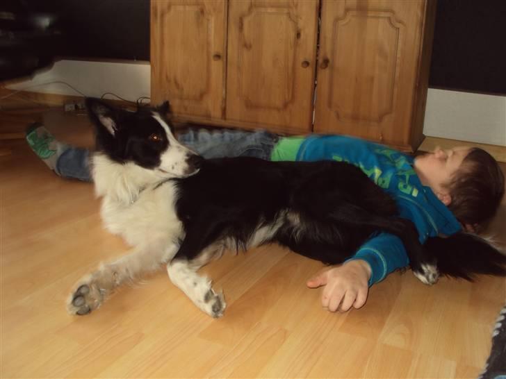 Border collie chang billede 21