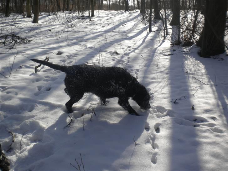 Blanding af racer case  billede 1