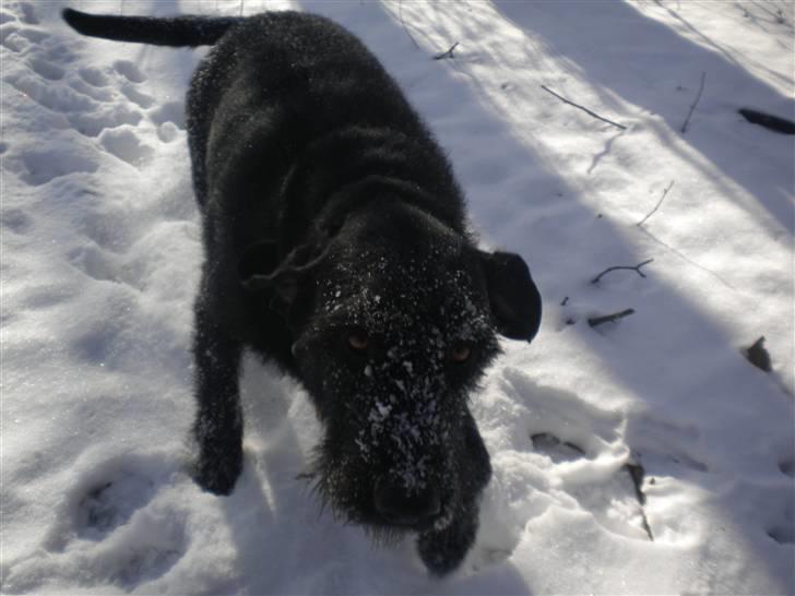 Blanding af racer case  billede 2