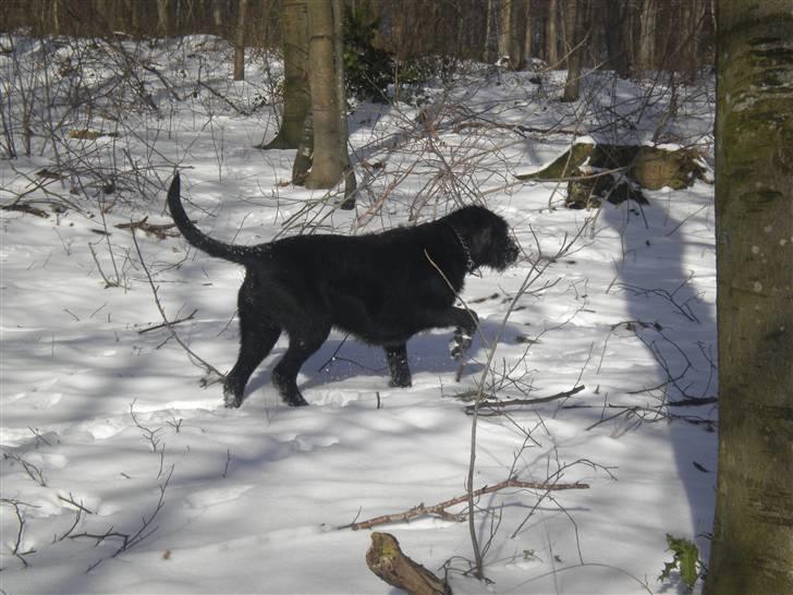 Blanding af racer case  billede 5