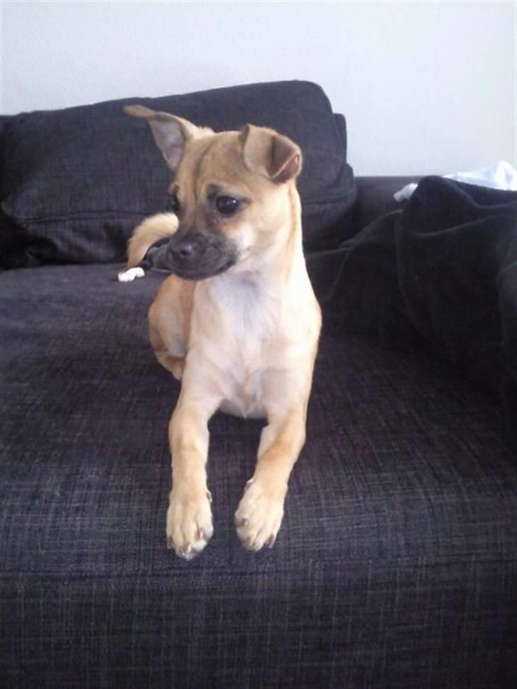 Blanding af racer Zhila billede 11