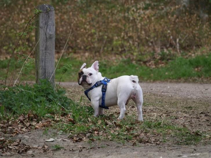 Fransk bulldog Anton - Er det mig du taler til - hvad kan jeg gøre for dig? billede 2