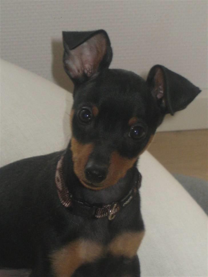 Dvaergpinscher Vedhauge Nicholaj  - Vedhauge Nicholai Diesel billede 1