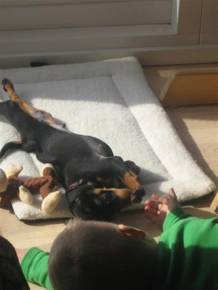 Dvaergpinscher Vedhauge Nicholaj  billede 2