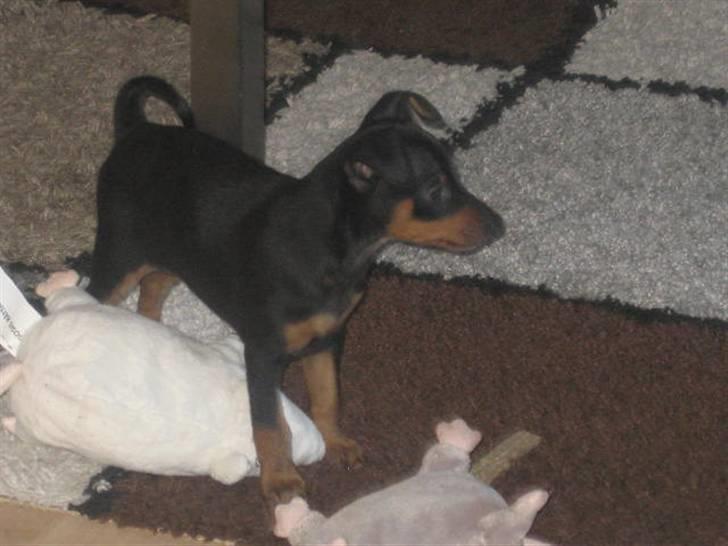 Dvaergpinscher Vedhauge Nicholaj  billede 3