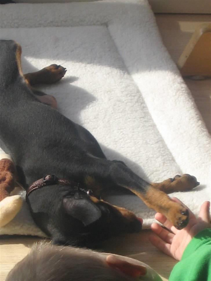 Dvaergpinscher Vedhauge Nicholaj  billede 4