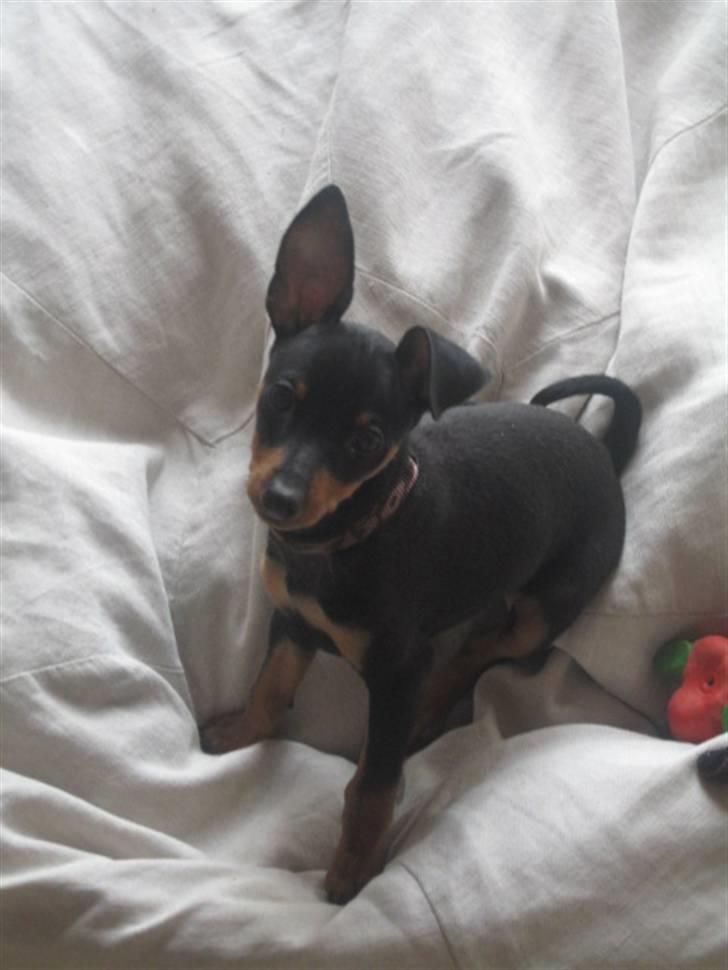 Dvaergpinscher Vedhauge Nicholaj  billede 5
