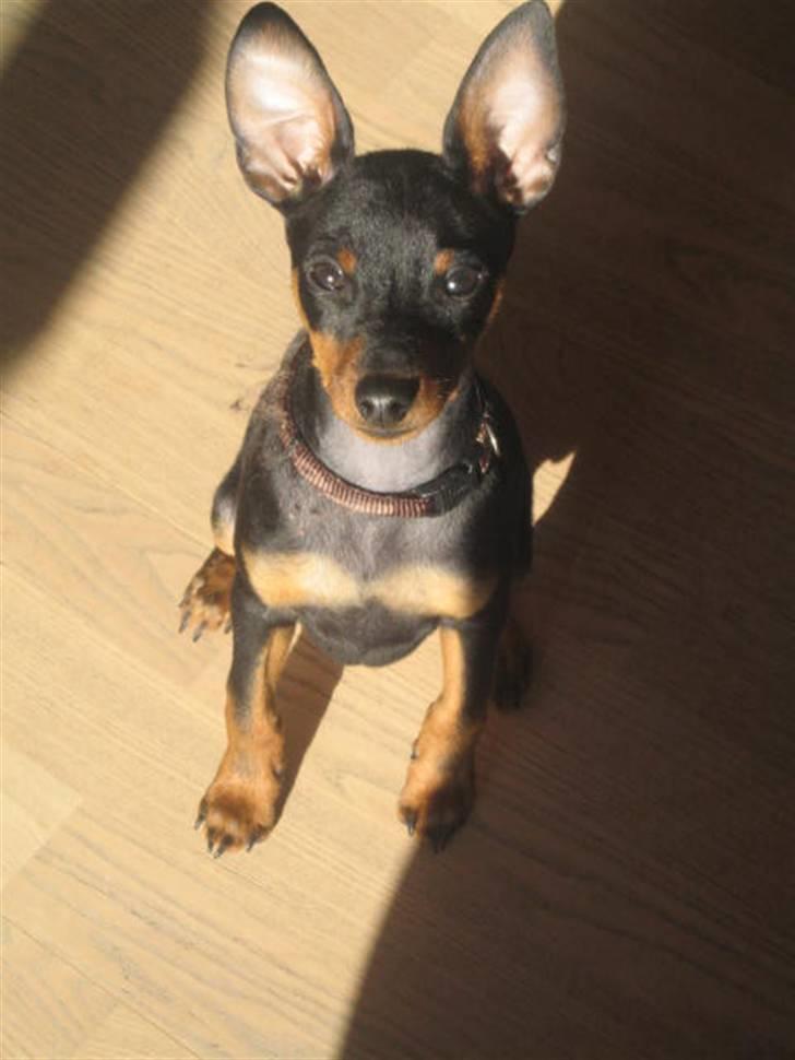 Dvaergpinscher Vedhauge Nicholaj  billede 6
