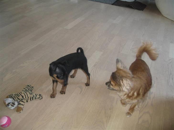 Dvaergpinscher Vedhauge Nicholaj  billede 7