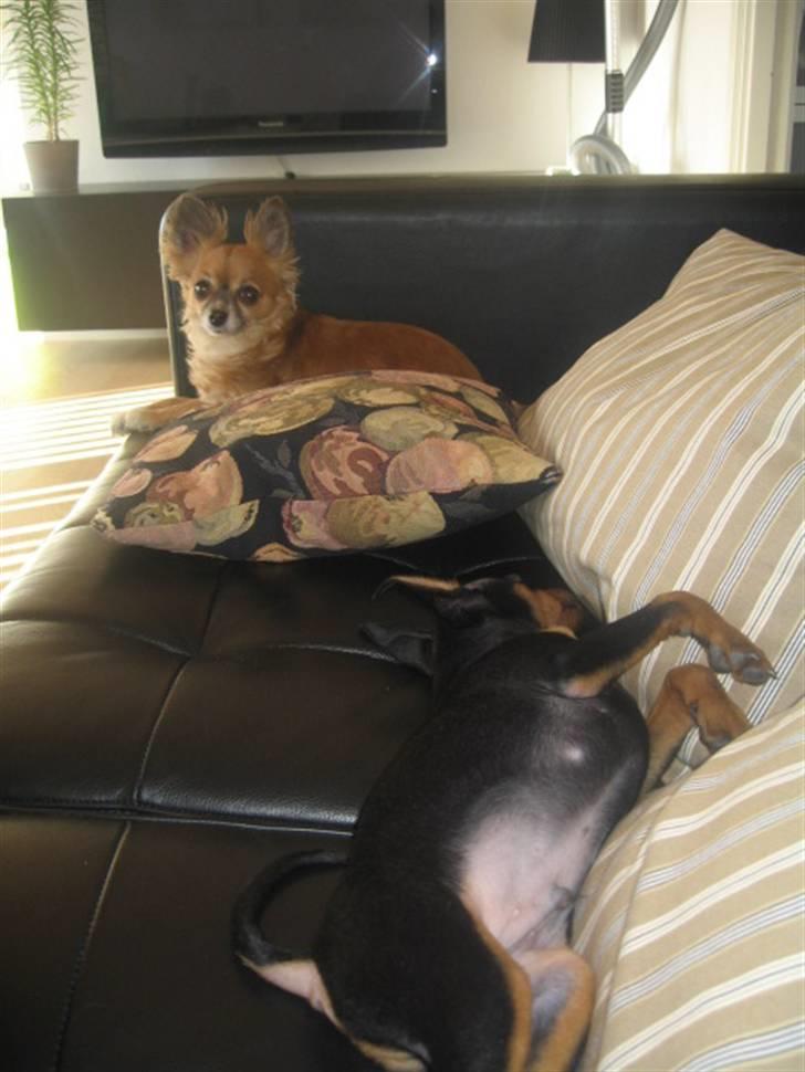 Dvaergpinscher Vedhauge Nicholaj  billede 8