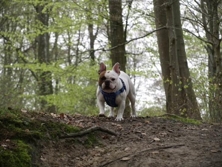 Fransk bulldog Anton - Goddaw do....Nu må det snart være slut...DO billede 5