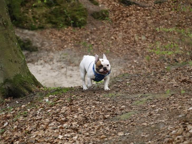 Fransk bulldog Anton billede 6