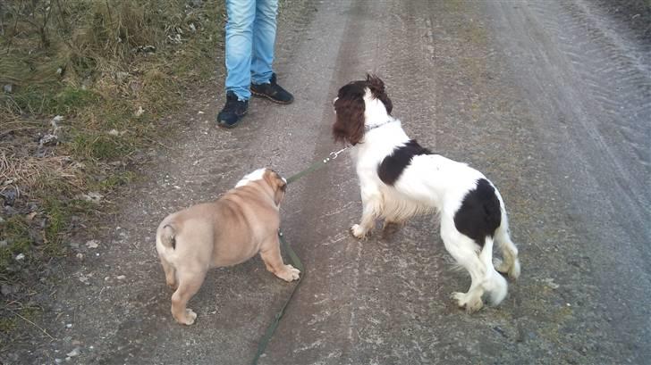 Engelsk bulldog Arnold  - Arnold Holder styr på Diesel billede 13