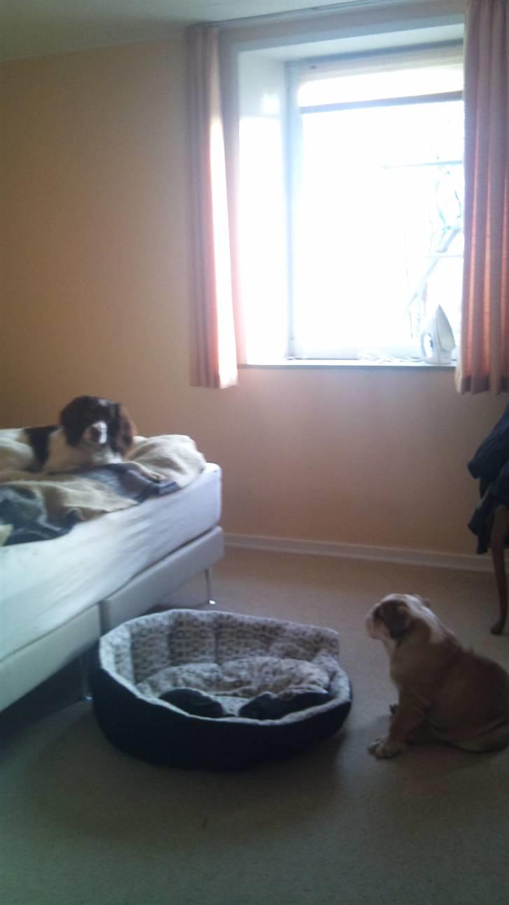 Engelsk bulldog Arnold  - Tør du komme ned der fra  billede 14