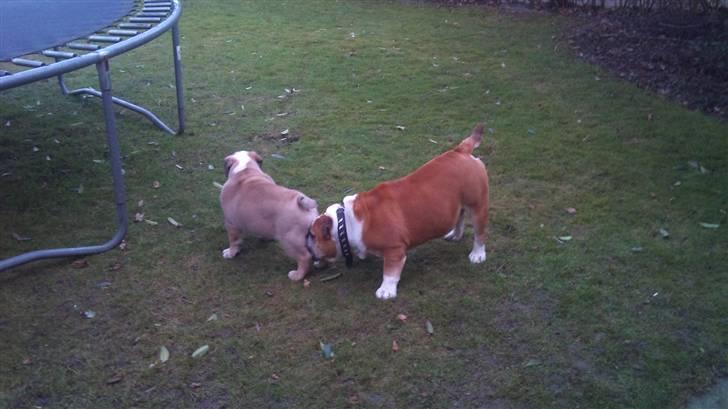 Engelsk bulldog Arnold  - Basse & Arnold billede 15