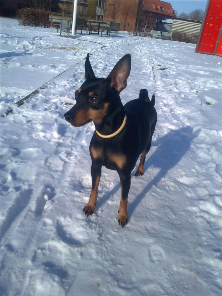 Dvaergpinscher rødkildes chanel billede 10