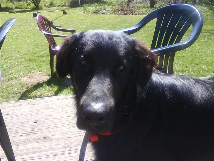 Flat coated retriever Walde (Farmors) - Velkommen til min profil ;D billede 1