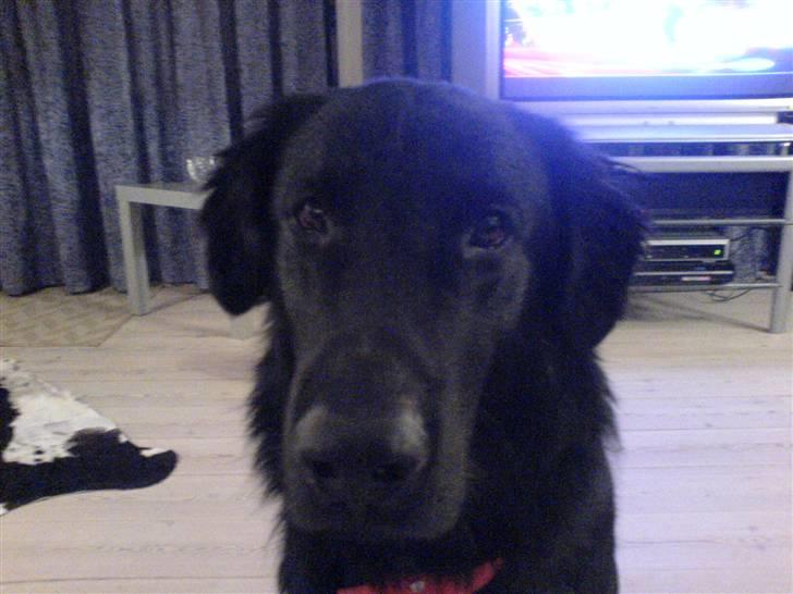 Flat coated retriever Walde (Farmors) billede 2