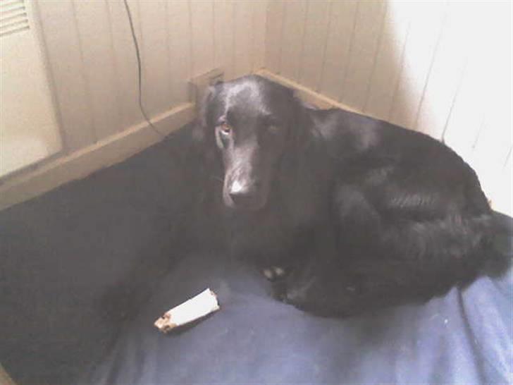 Flat coated retriever Walde (Farmors) billede 3