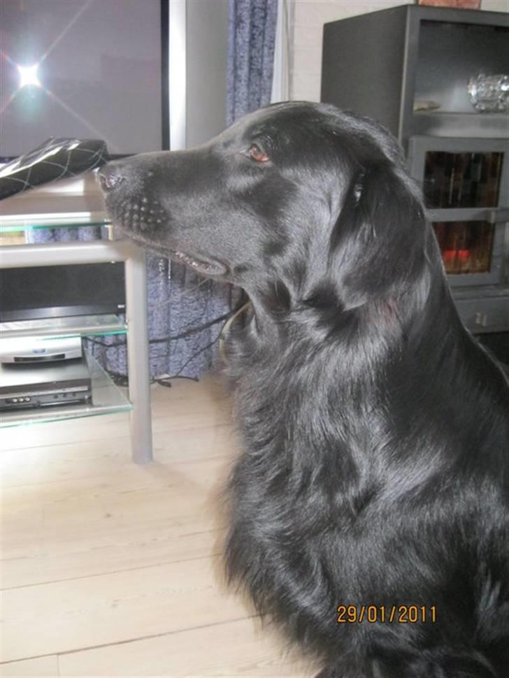 Flat coated retriever Walde (Farmors) billede 6