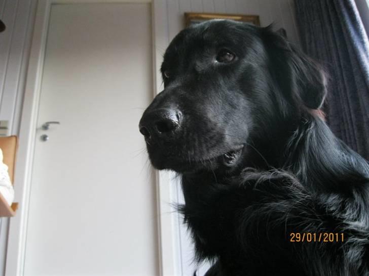 Flat coated retriever Walde (Farmors) billede 7