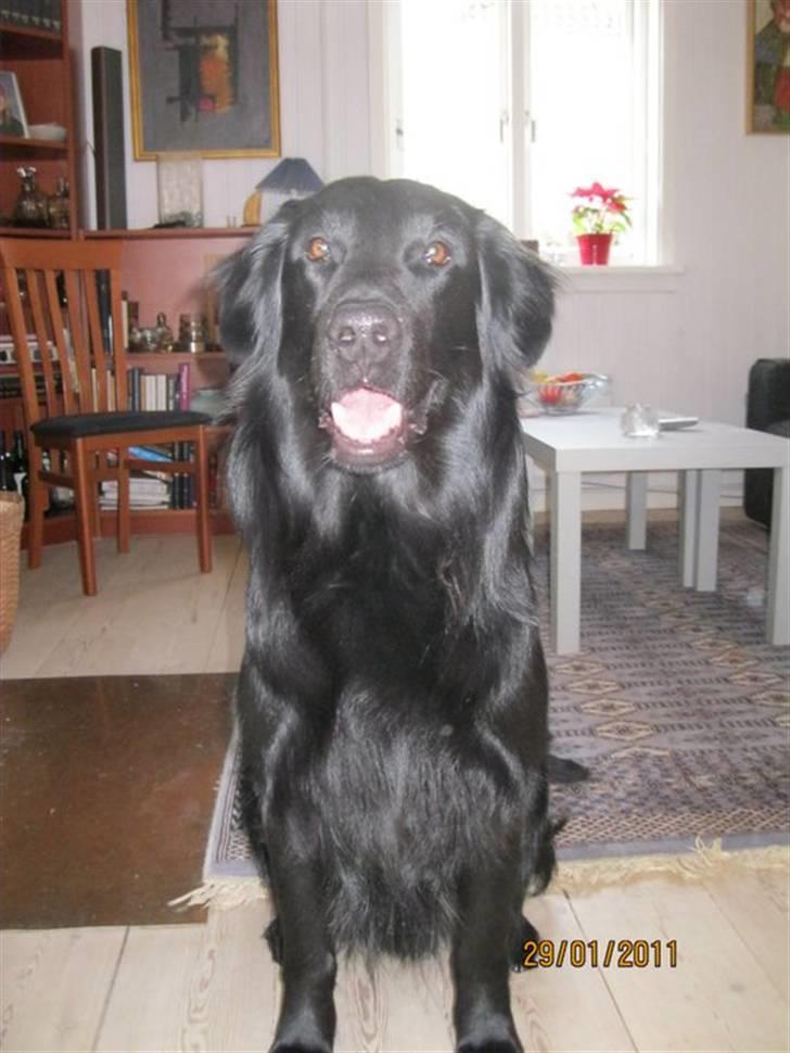 Flat coated retriever Walde (Farmors) billede 8