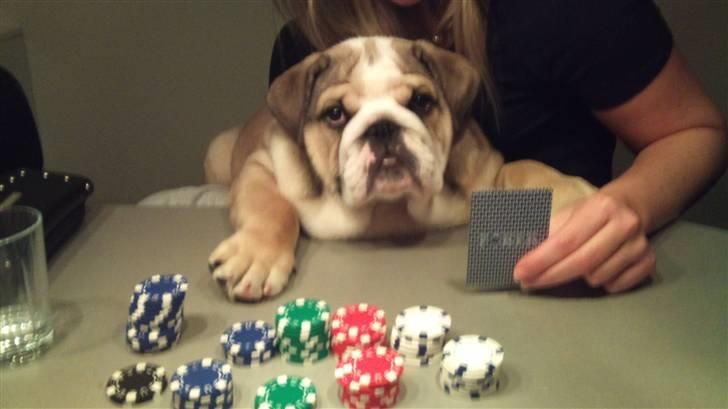 Engelsk bulldog Arnold  billede 16