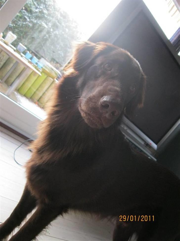 Flat coated retriever Holger (Farmors) billede 2