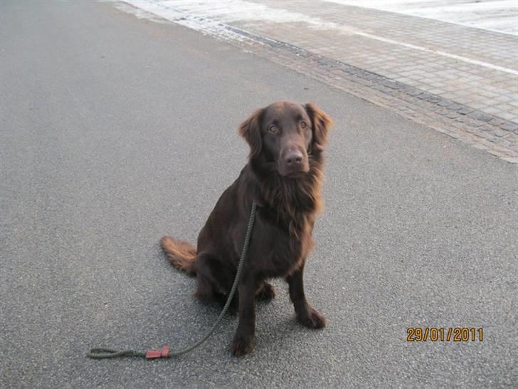 Flat coated retriever Holger (Farmors) billede 3
