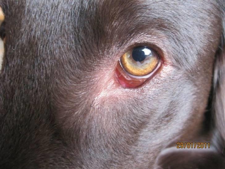 Flat coated retriever Holger (Farmors) billede 4