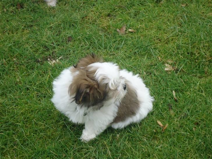 Blanding af racer Boomer billede 3