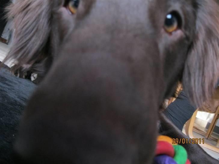 Flat coated retriever Holger (Farmors) billede 5