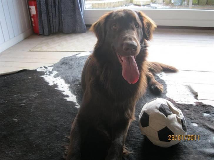 Flat coated retriever Holger (Farmors) billede 6