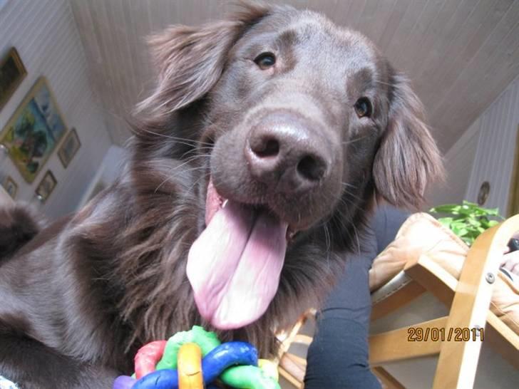 Flat coated retriever Holger (Farmors) billede 7