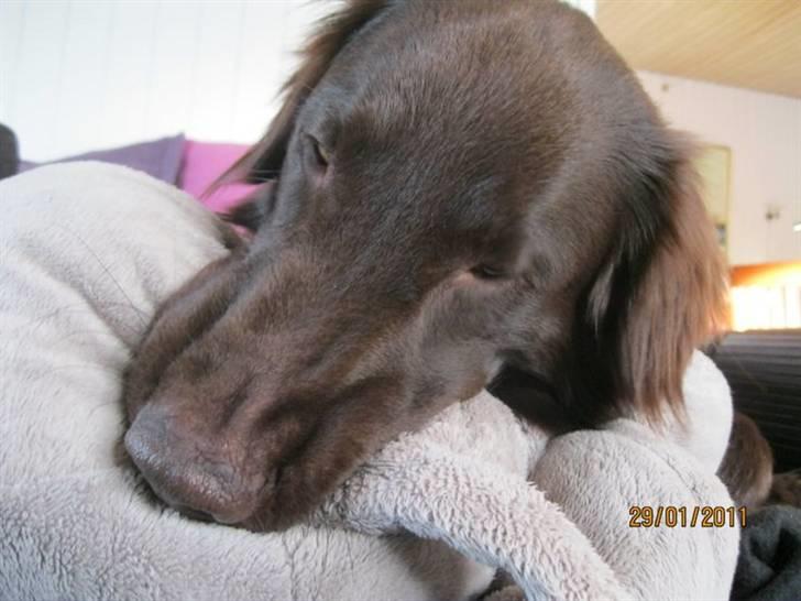 Flat coated retriever Holger (Farmors) billede 8