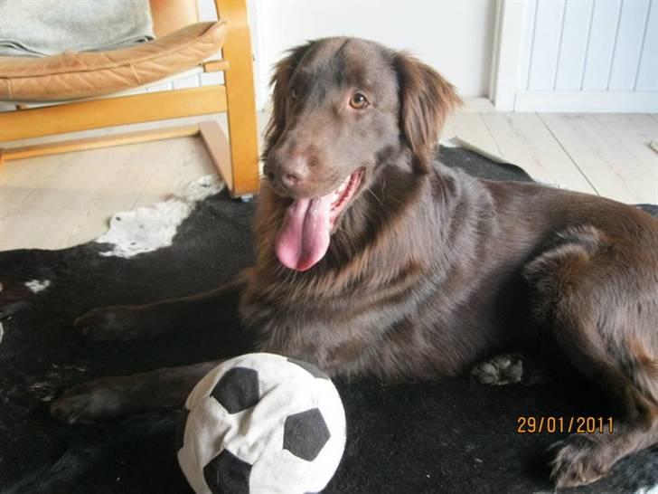 Flat coated retriever Holger (Farmors) billede 9