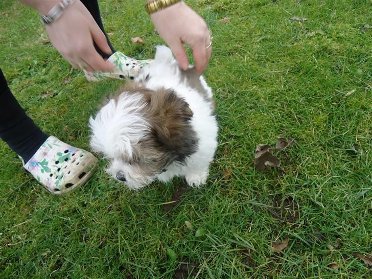 Blanding af racer Boomer billede 4