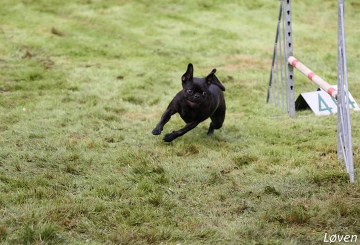 Griffon petit brabancon Molly - komkurrence 2010 billede 10