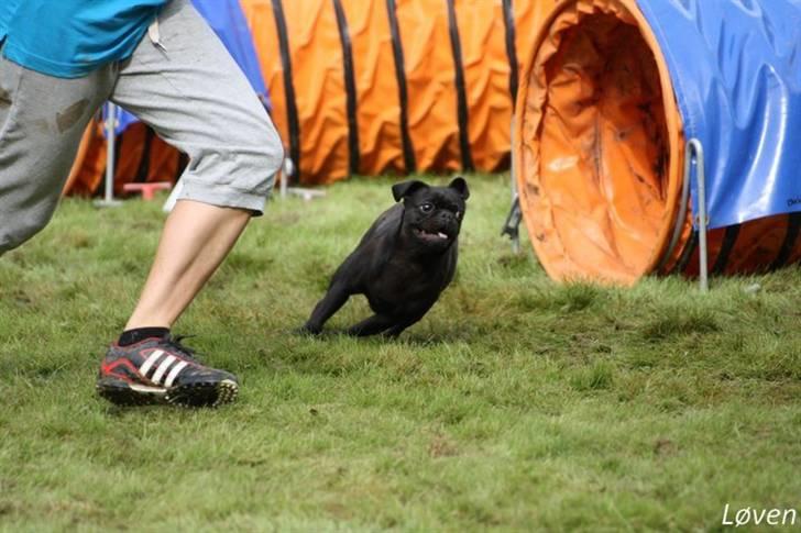 Griffon petit brabancon Molly - konkurrence 2010 billede 11