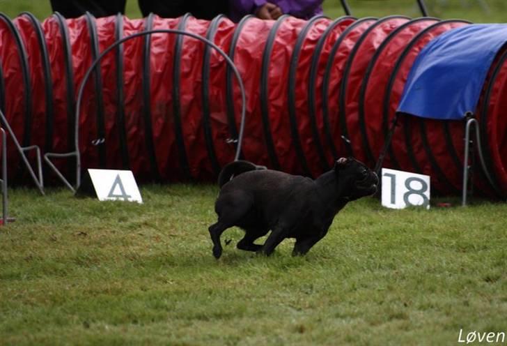 Griffon petit brabancon Molly - konkurrence 2010 billede 12