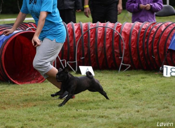 Griffon petit brabancon Molly - Konkurrence 2010 billede 13