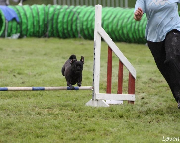 Griffon petit brabancon Molly - konkurrence 2010 billede 14