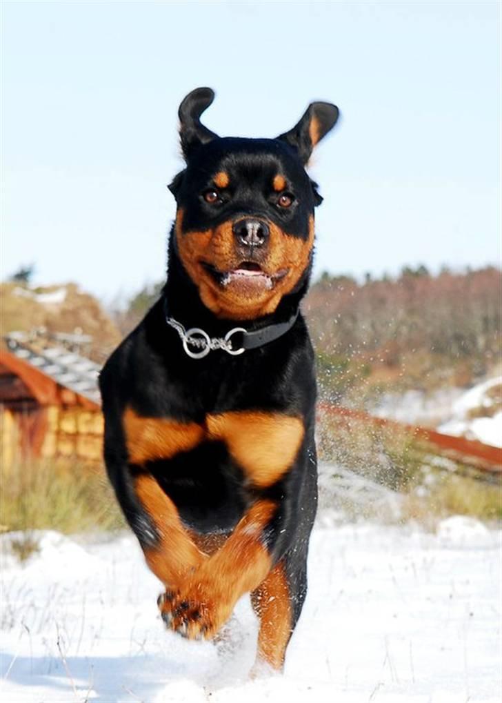 Rottweiler  Kenja billede 7