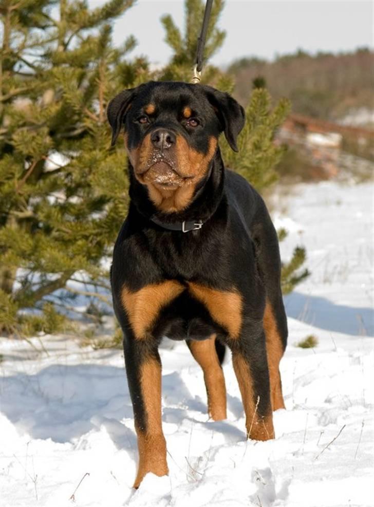 Rottweiler  Kenja billede 8
